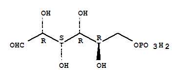 葡萄糖-6-磷酸脱氢酶