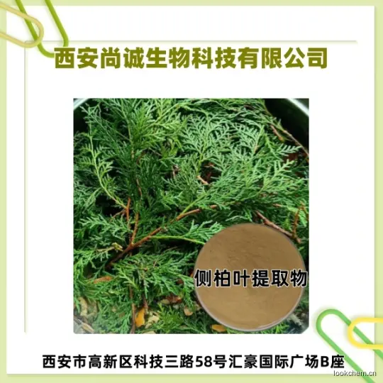 侧柏叶提取物.jpg