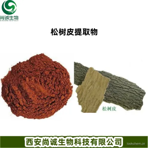松树皮提取物 尚诚生物.png