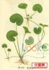 中文名称：积雪草提取物
植物学名：Centella asia