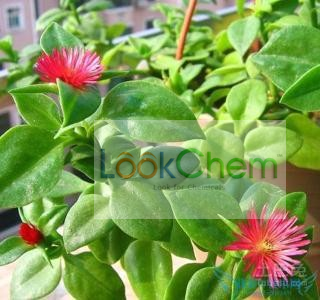 穿心莲提取物穿心莲内酯10-98%