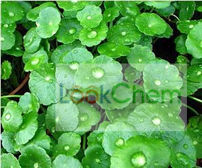 广西积雪草提取物积雪草总苷80%