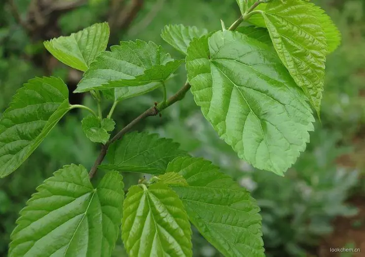 桑叶DNJ（1-脱氧野尻霉素）