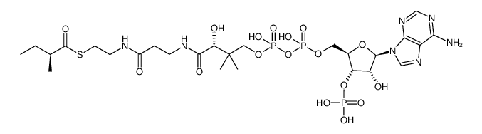 α-S-methylbutyryl-CoA